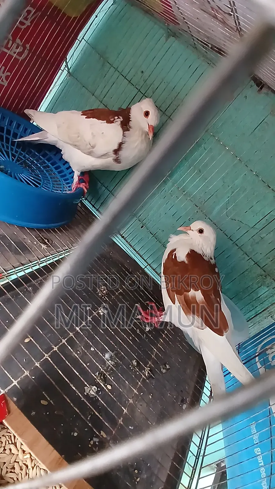 Pigeons for Sale