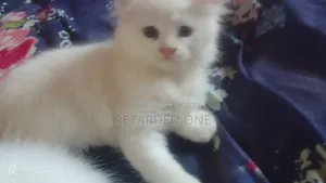 ১-৩ মাসের ফিমেল পিওরব্রেড পার্সিয়ান