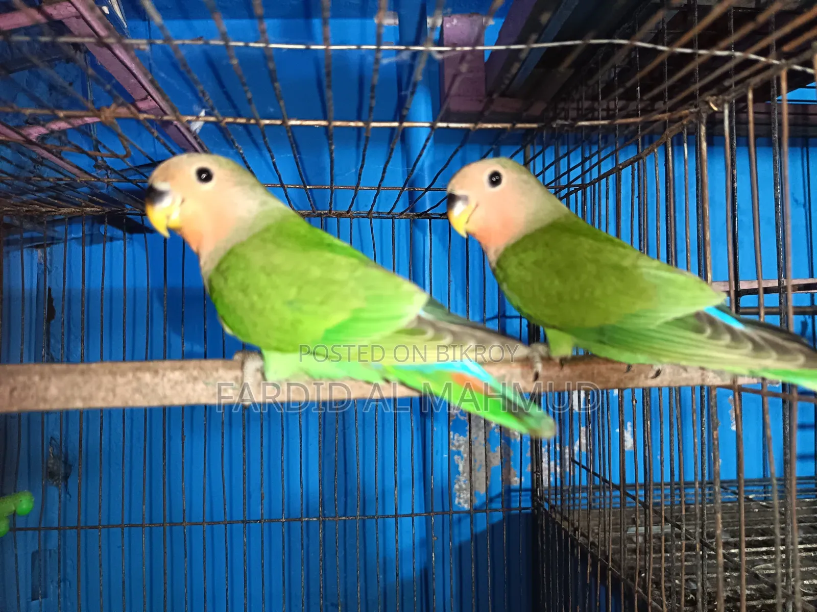 Rossy Face Split Opaline Love Bird