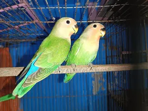 Rossy Face Split Opaline Love Bird
