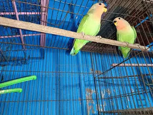 Rossy Face Split Opaline Love Bird
