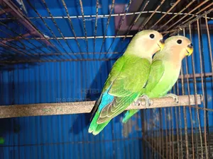 Rossy Face Split Opaline Love Bird