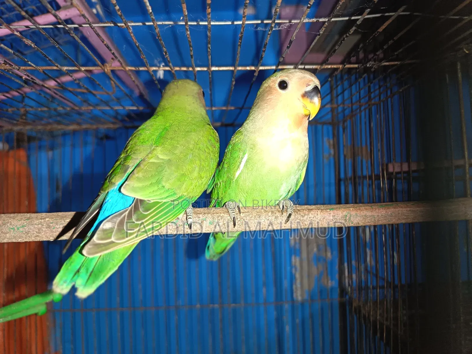 Rossy Face Split Opaline Love Bird