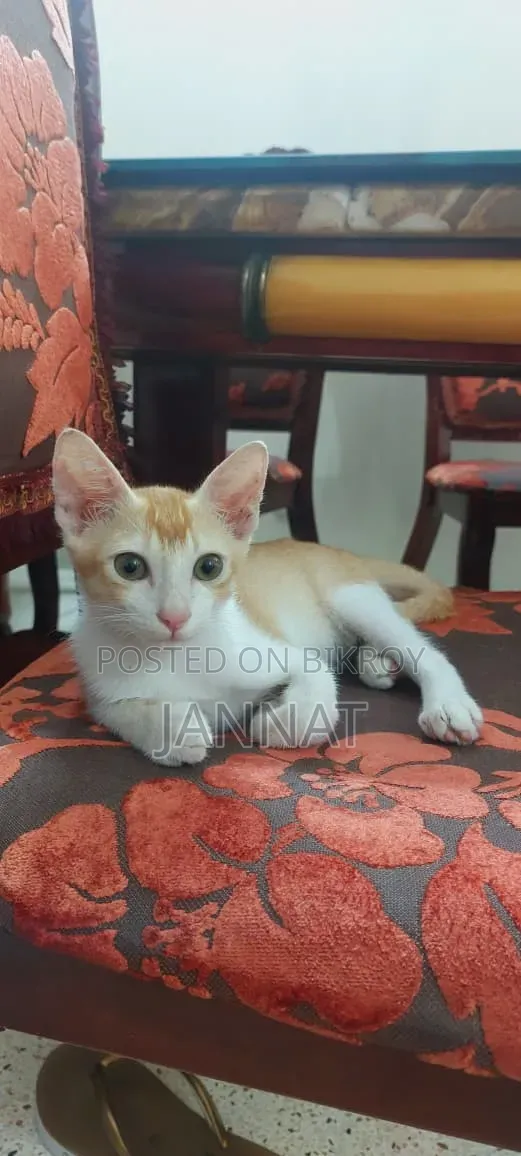 ১-৩ মাস পুরুষ বিশুদ্ধ বেঙ্গল