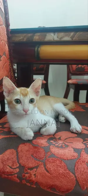 ১-৩ মাস পুরুষ বিশুদ্ধ বেঙ্গল