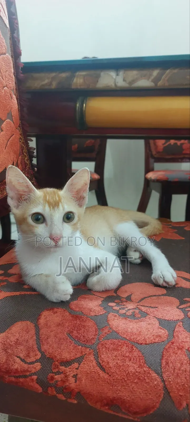 ১-৩ মাস পুরুষ বিশুদ্ধ বেঙ্গল