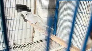 অ্যালবিনো ককটেল