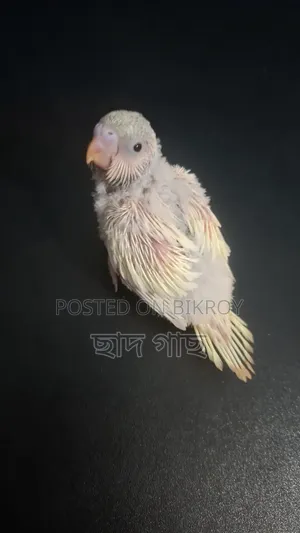 লেমন কালার পাইড বাজি বেবি