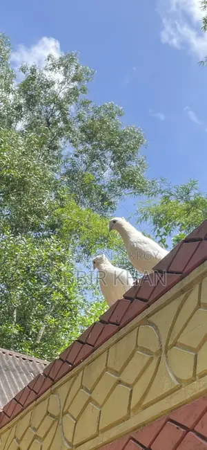 কাগজি আর গিয়াচুললি কবুতর
