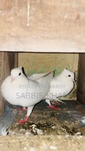 কাগজি আর গিয়াচুললি কবুতর