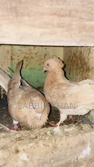 কাগজি আর গিয়াচুললি কবুতর