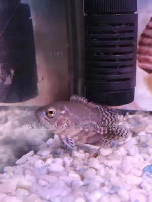 Oscar Fish