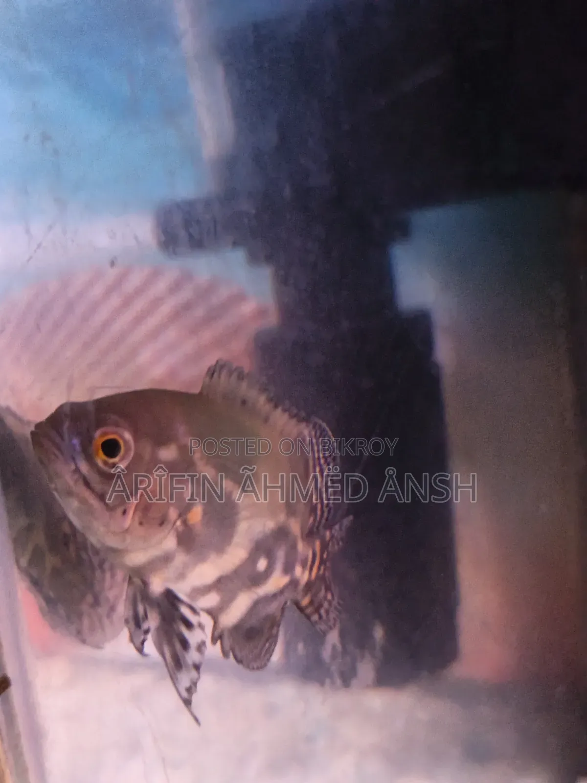 Oscar Fish