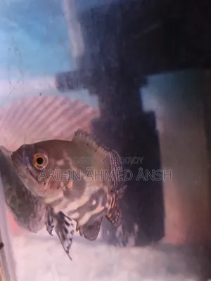 Oscar Fish
