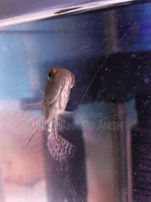 Oscar Fish