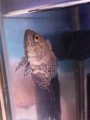 Oscar Fish