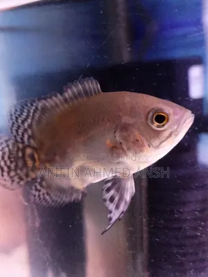 Oscar Fish