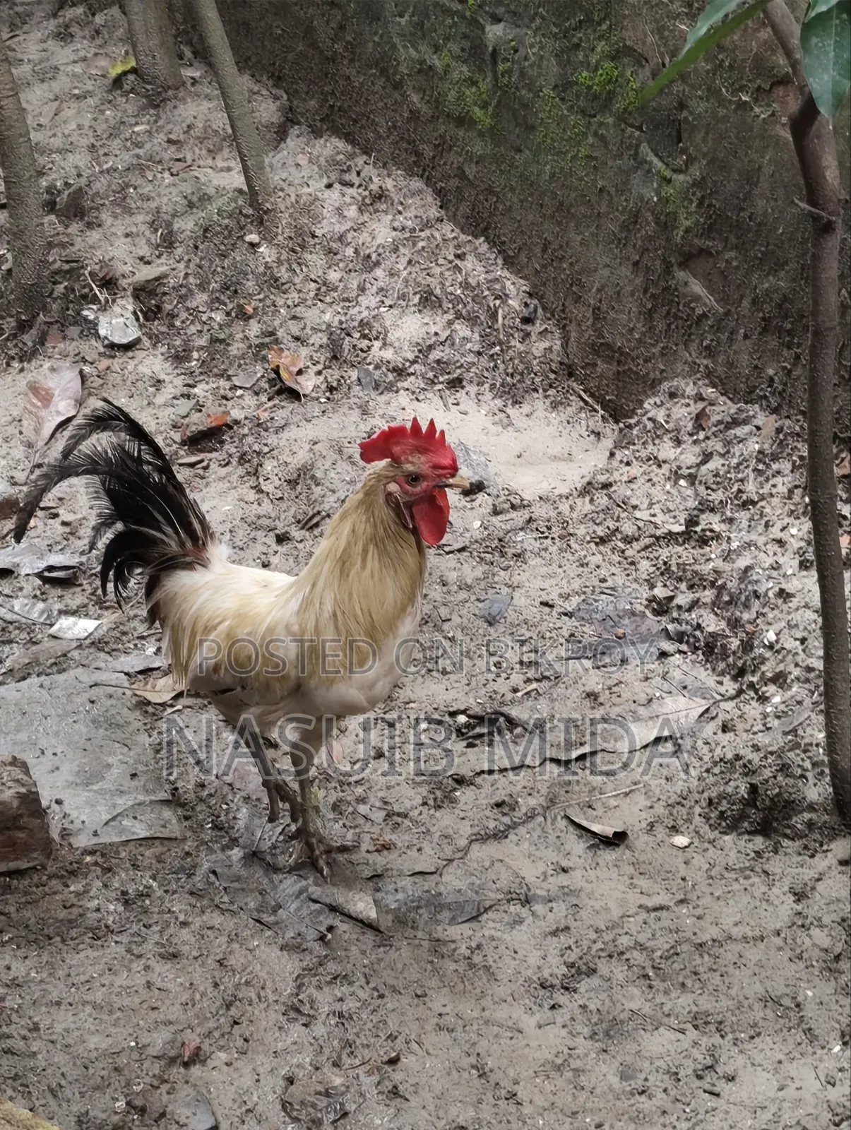দেশি রাতা বিক্রি হবে