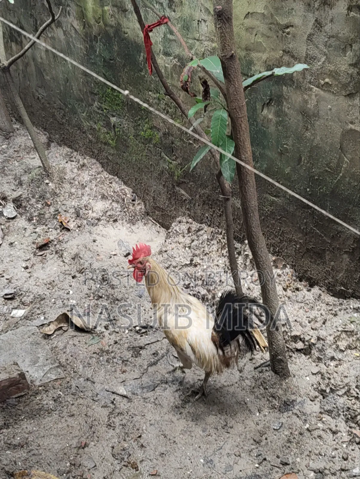 দেশি রাতা বিক্রি হবে