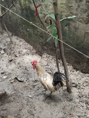 দেশি রাতা বিক্রি হবে