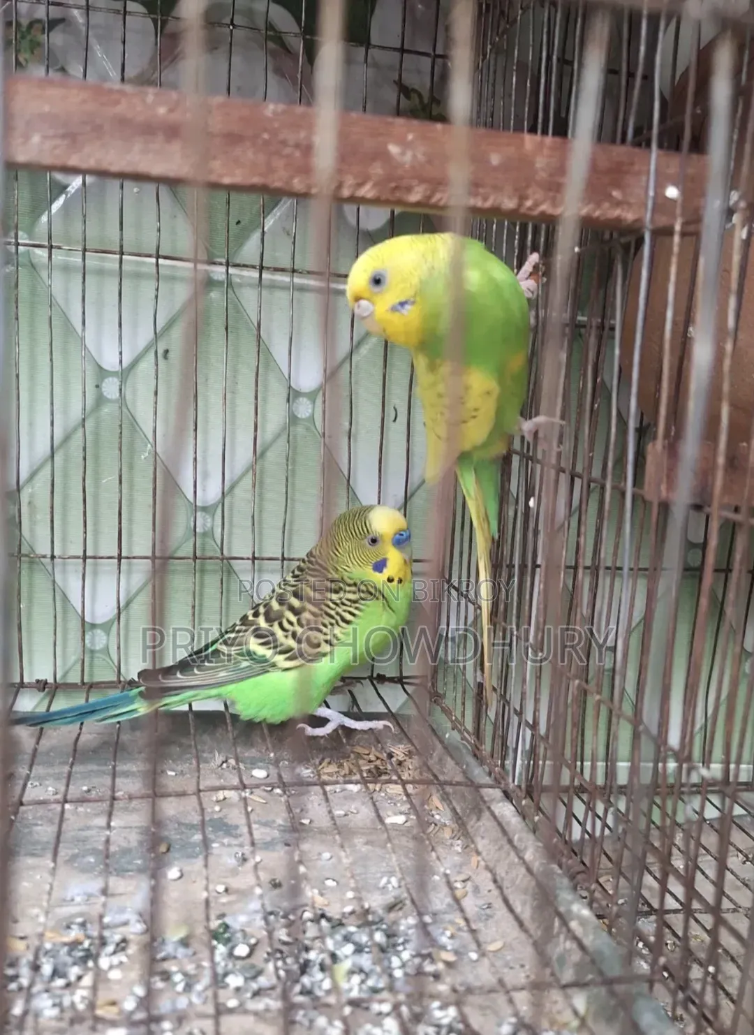 বাজরিগার পাখি
