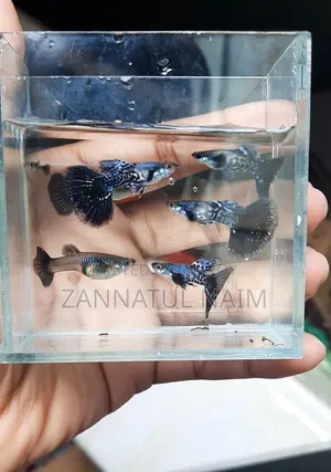 পার্পল ড্রাগন হাফমুন ডাম্বো ইয়ার