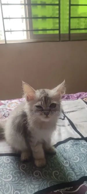1-3 Months Male Purebred Persian Cat