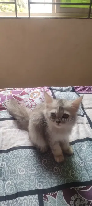 1-3 Months Male Purebred Persian Cat