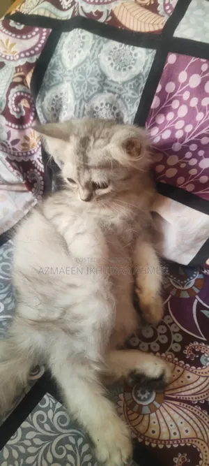 1-3 Months Male Purebred Persian Cat