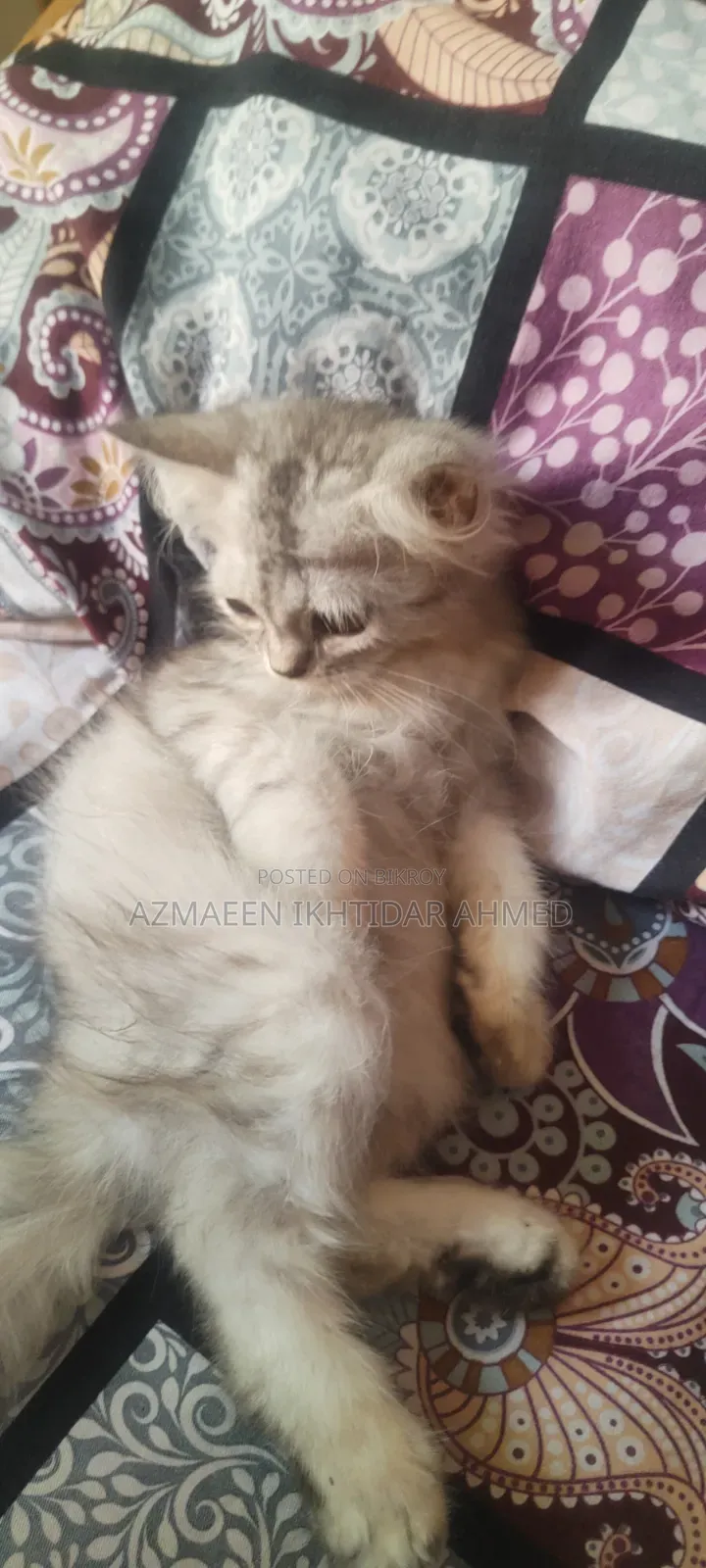 1-3 Months Male Purebred Persian Cat