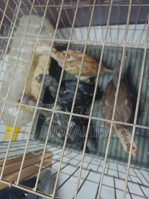 Sarali Chicken Chicks