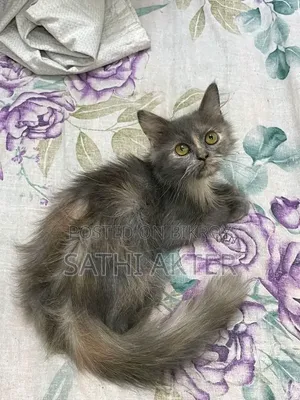 1-3 Months Female Purebred Persian