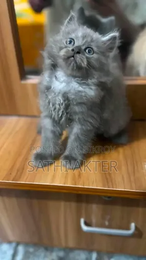 1-3 Months Male Purebred Persian