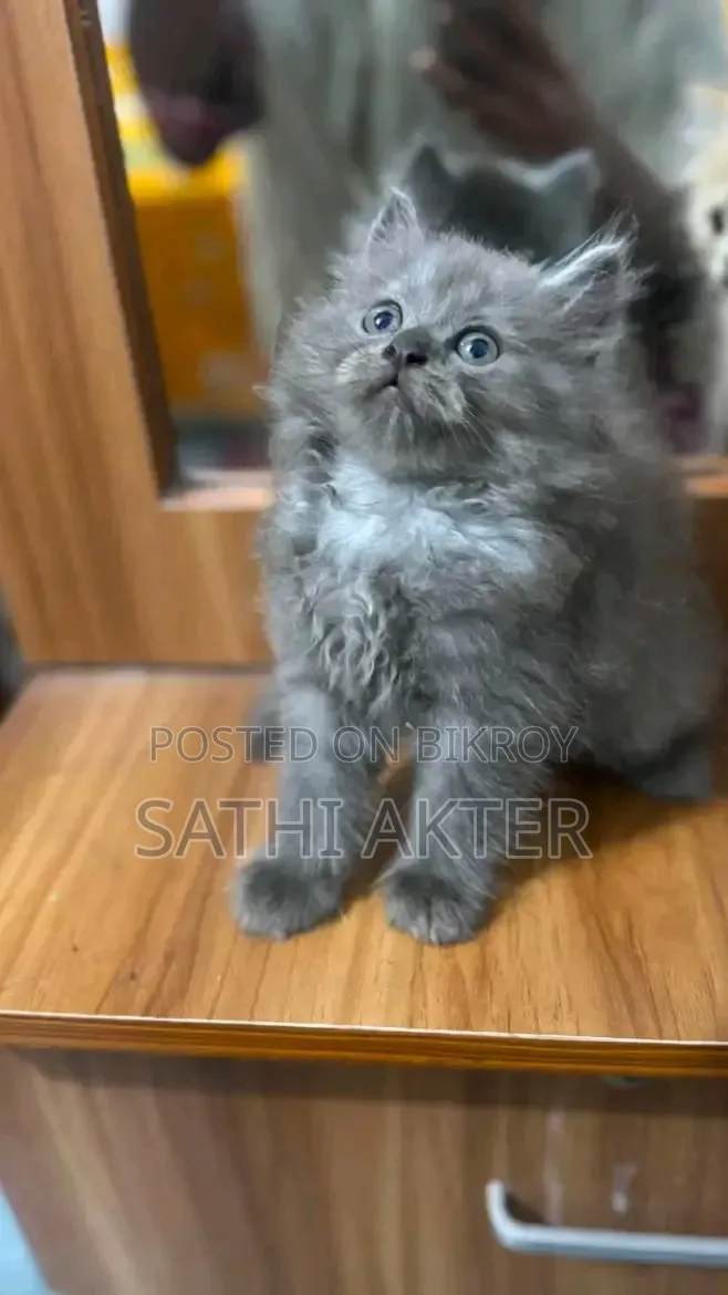 1-3 Months Male Purebred Persian
