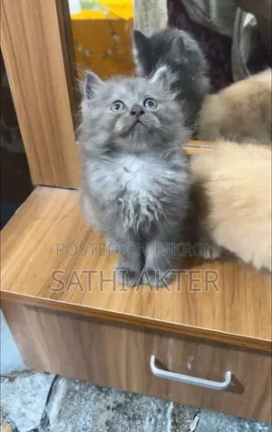 1-3 Months Male Purebred Persian