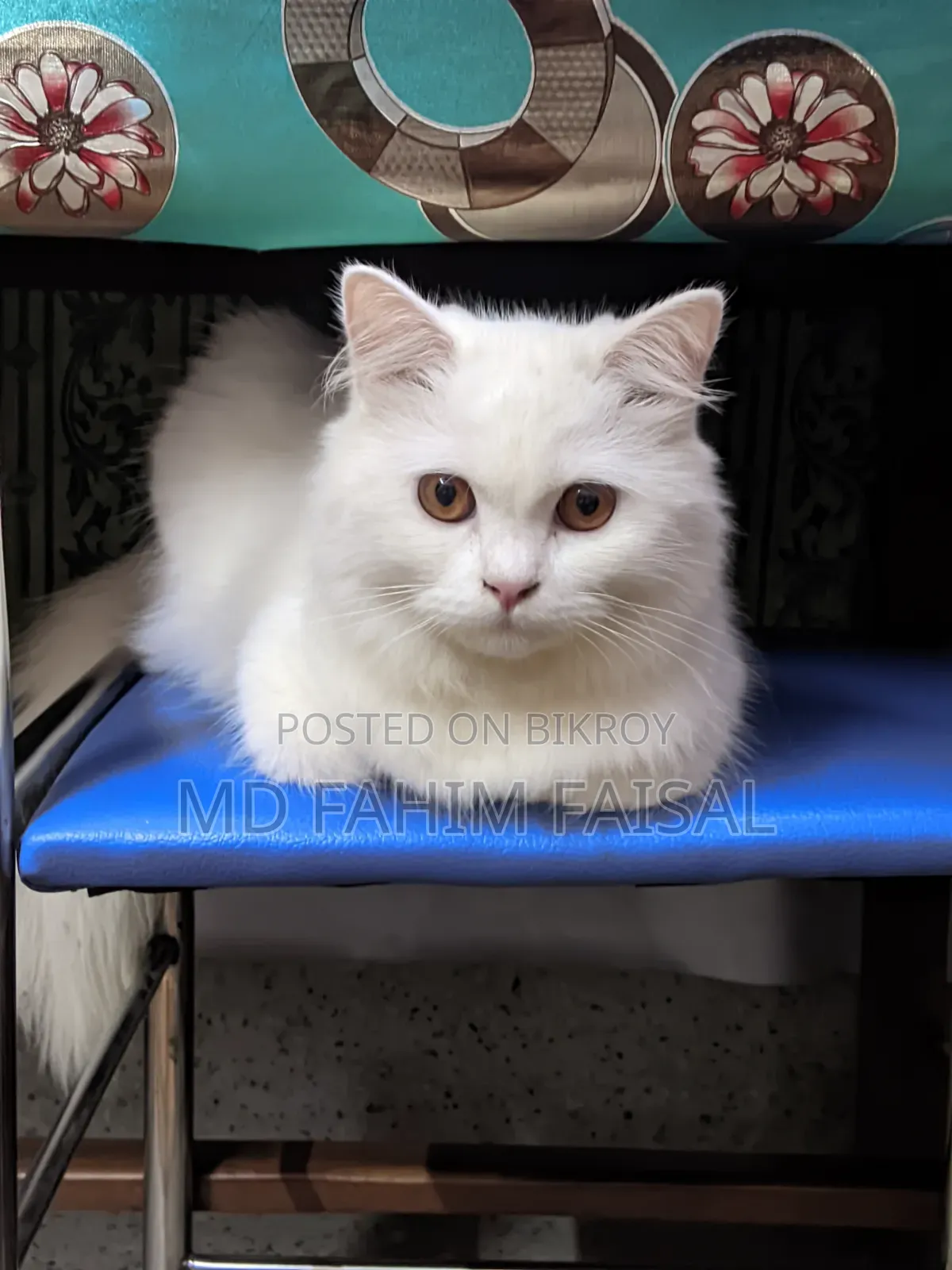 1+ Year Female Purebred Persian
