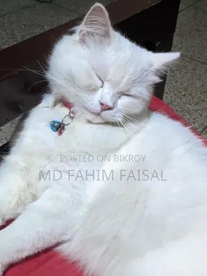 1+ Year Female Purebred Persian
