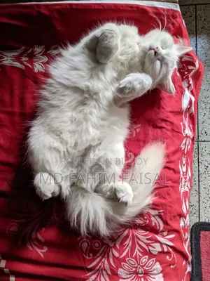 1+ Year Female Purebred Persian