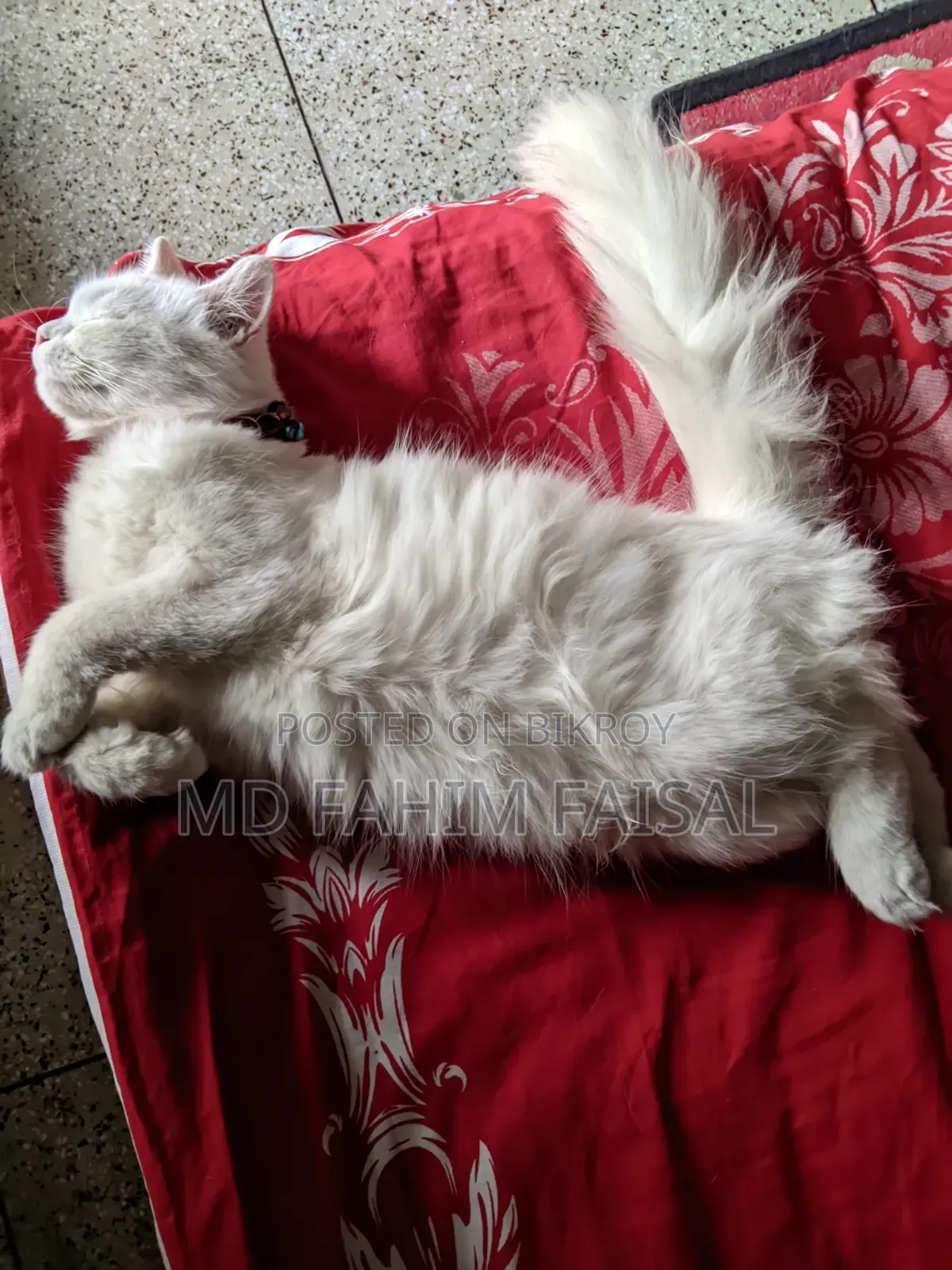 1+ Year Female Purebred Persian