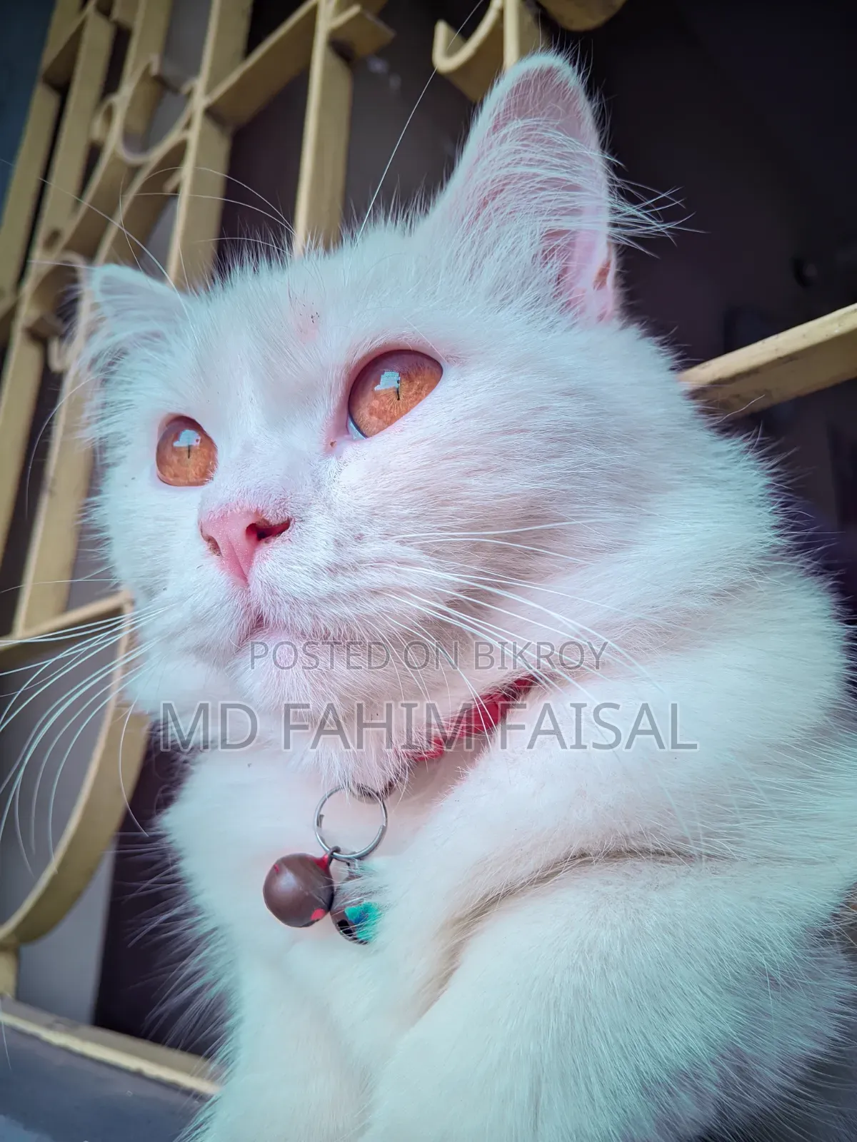 1+ Year Female Purebred Persian