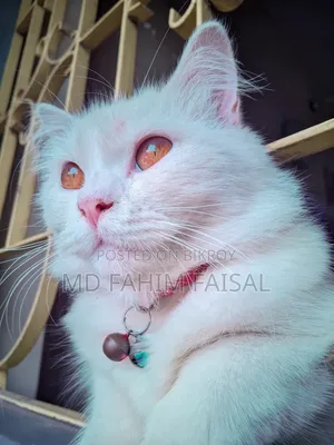 1+ Year Female Purebred Persian