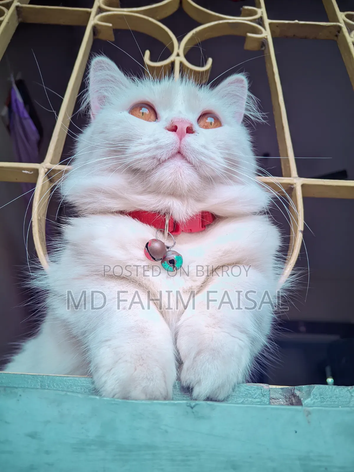 1+ Year Female Purebred Persian