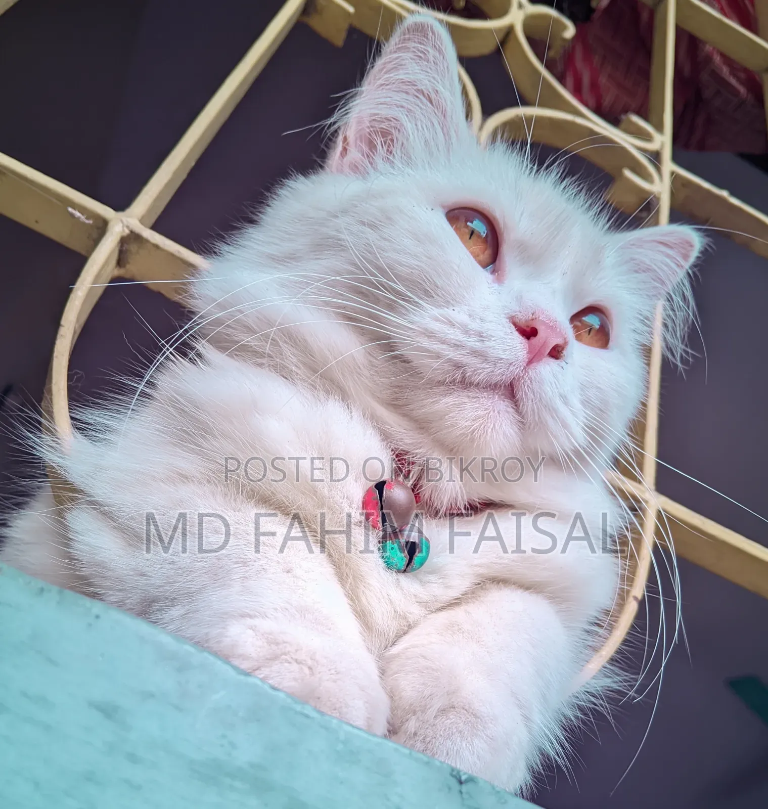 1+ Year Female Purebred Persian