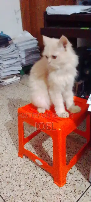 1-3 Months Male Purebred Persian