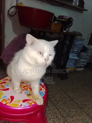 1-3 Months Male Purebred Persian