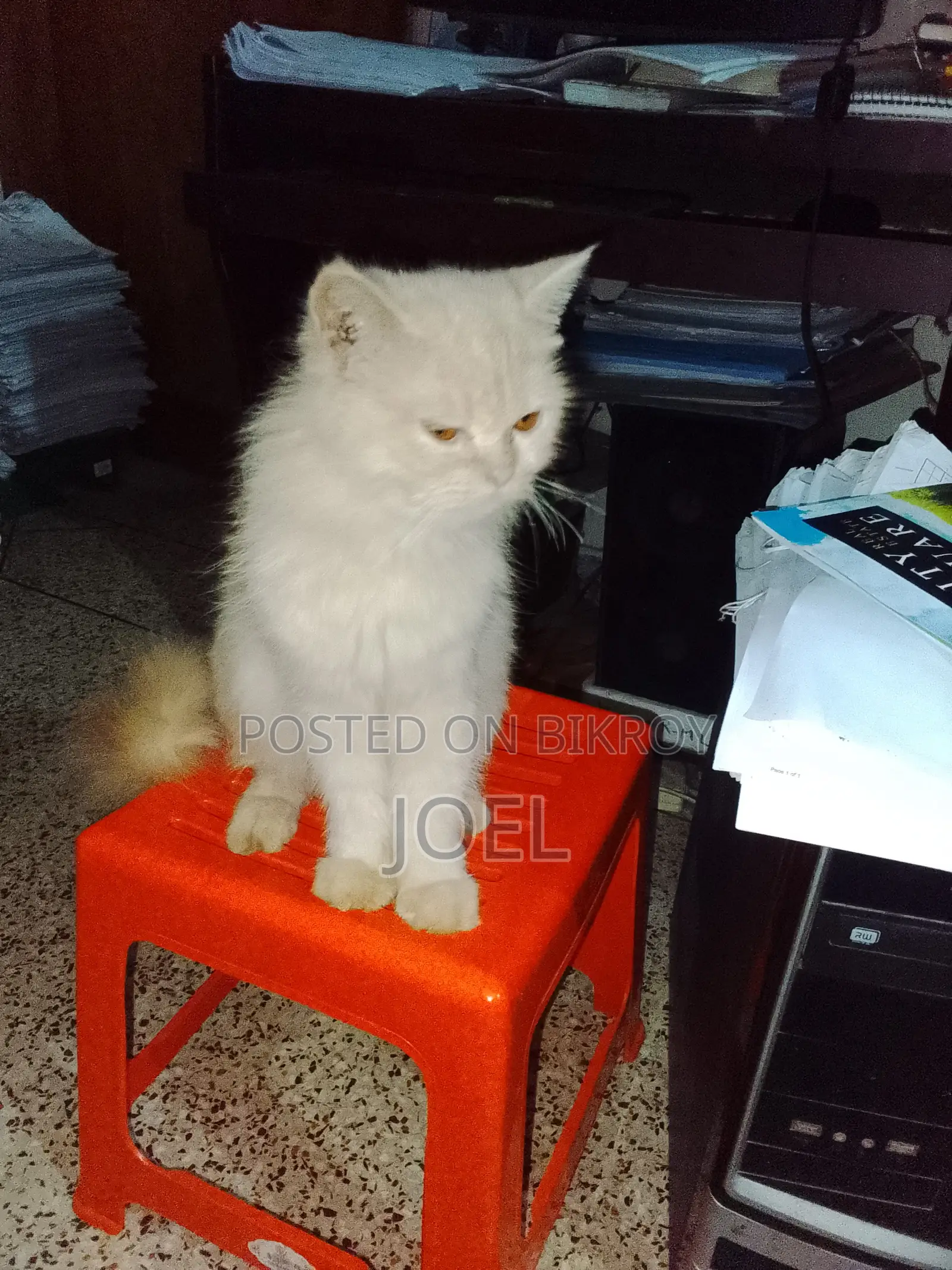 1-3 Months Male Purebred Persian
