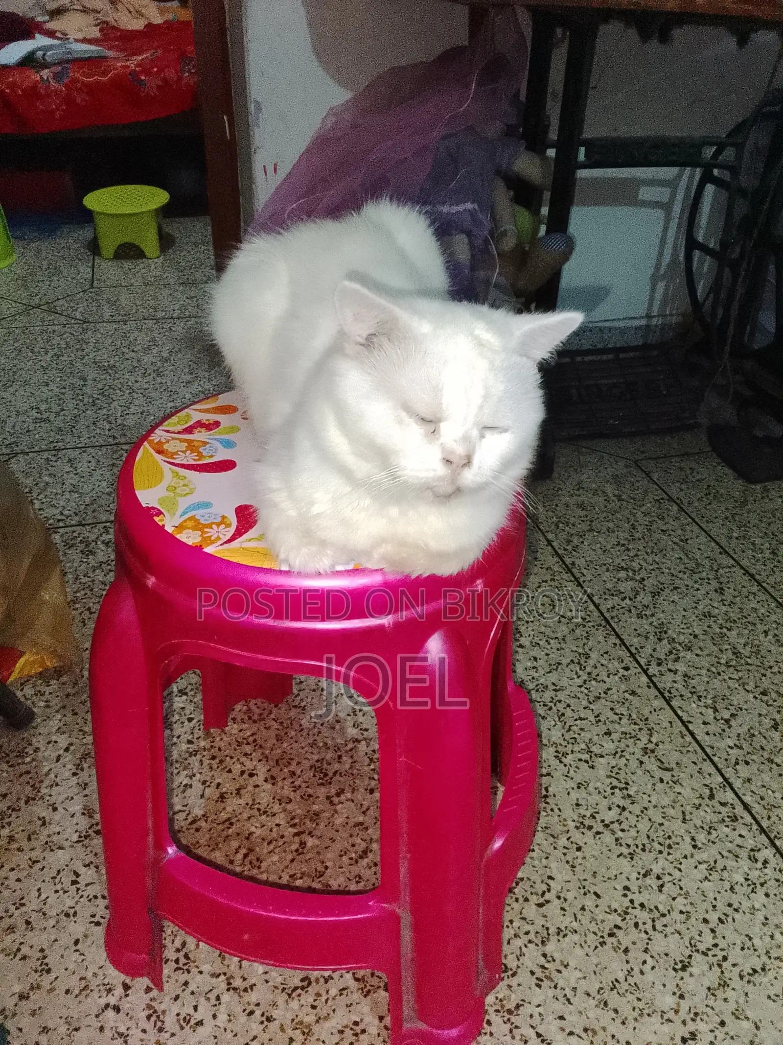 1-3 Months Male Purebred Persian