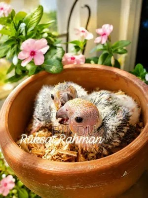 সান কনিউর বেবি