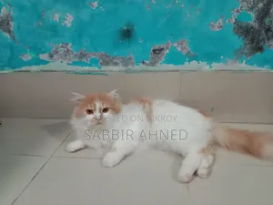 ১+ বছর বয়সী পুরুষ মিশ্র জাতের পার্সিয়ান