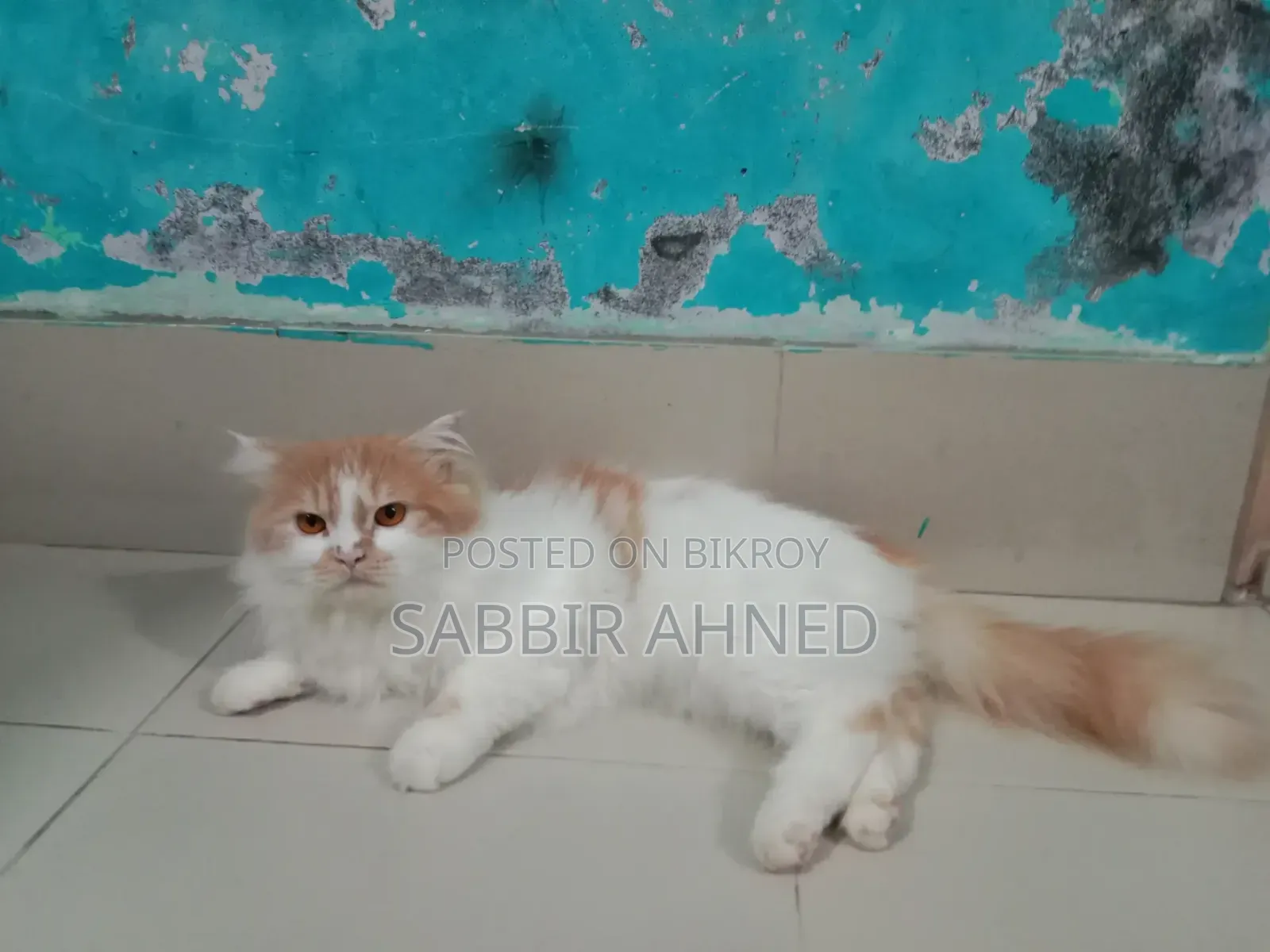 ১+ বছরের পুরুষ পার্সিয়ান মিক্স বিড়াল